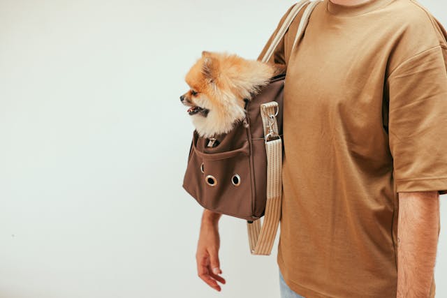 travel with pets